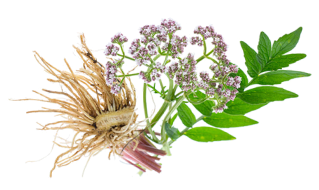 Valerian Root